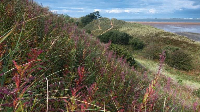 View of the grassy dunes on the beach at Sandscale Haws National Nature Reserve, Cumbria